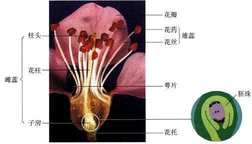 桃花的基本结构