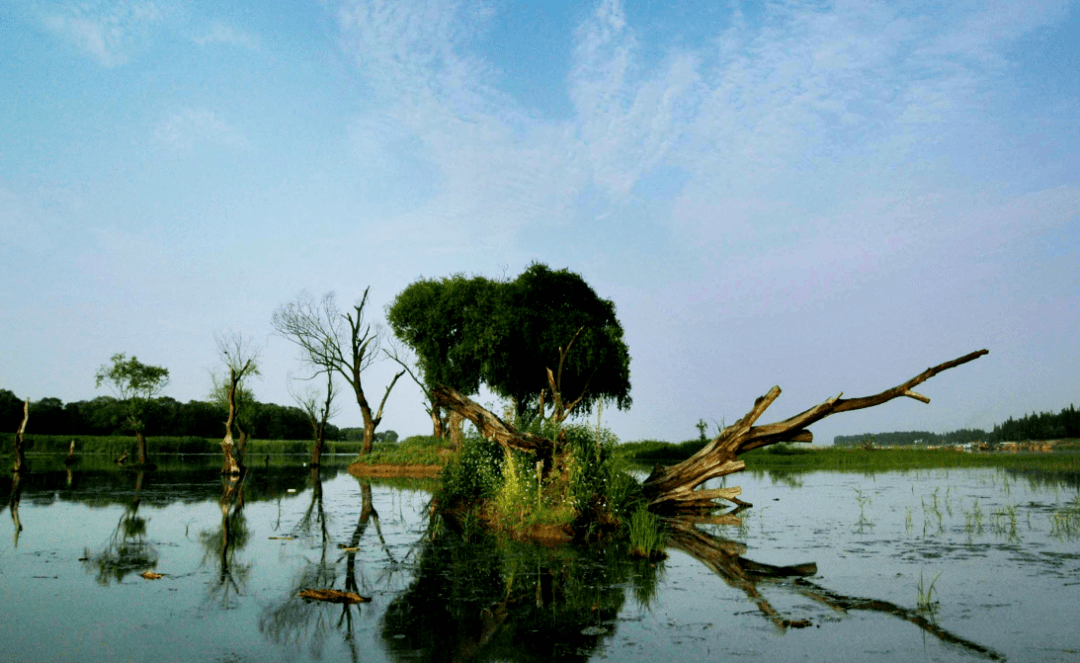 夏日时节,金湖县柳树湾湿地公园郁郁葱葱,生态柳树林美不胜收.