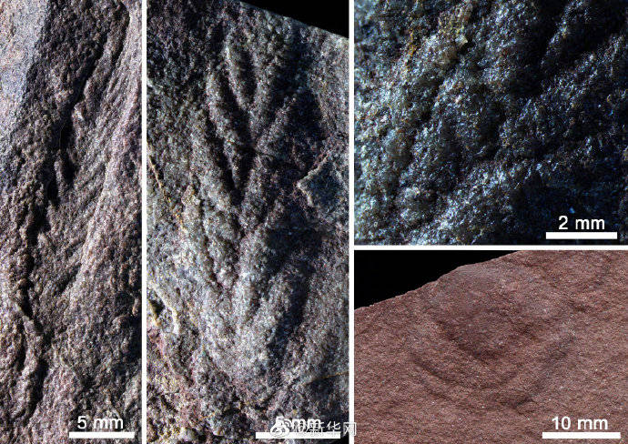 埃迪卡拉|科学家在柴达木盆地发现5.5亿年前远古化石群