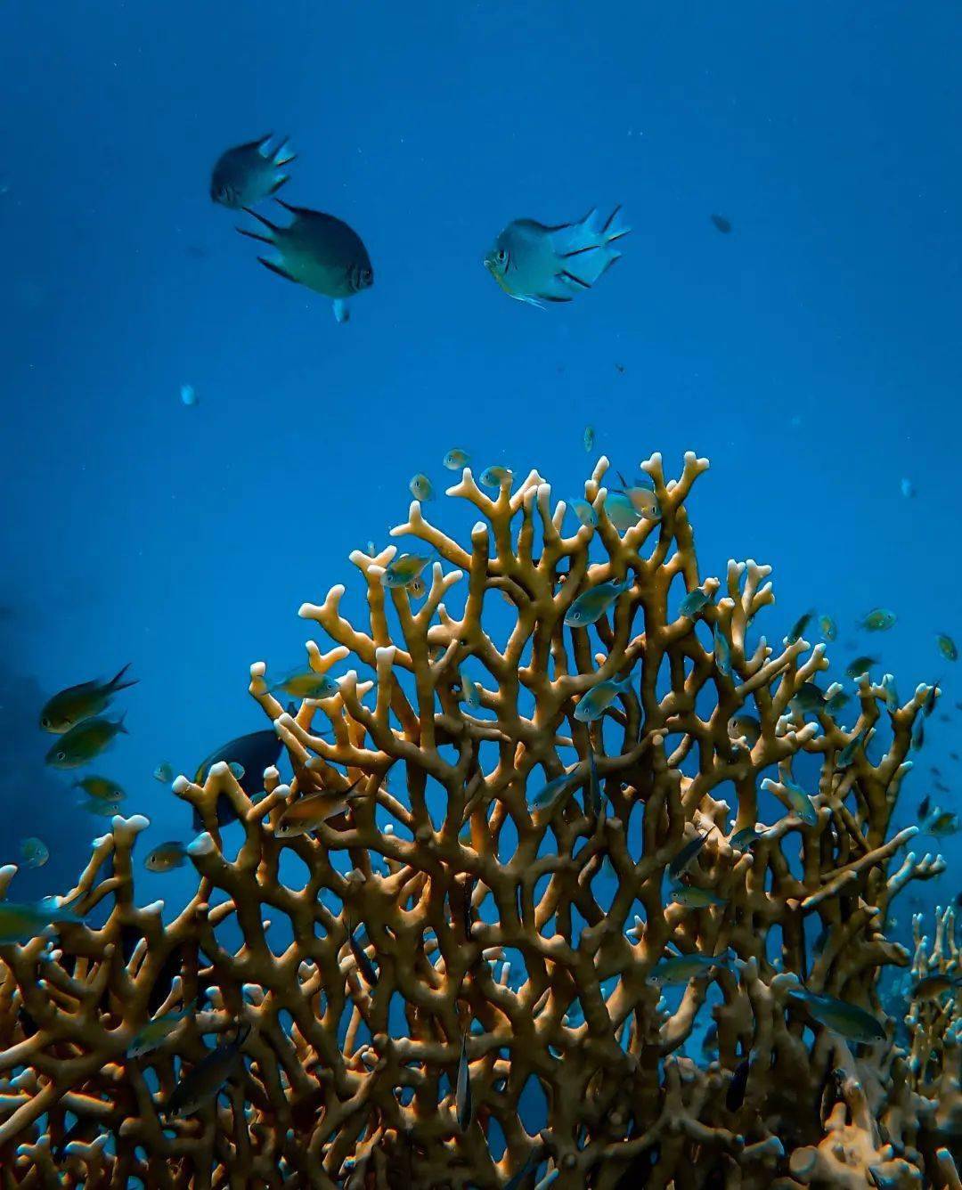 海洋生物