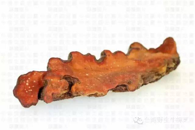 牛樟芝的生物与药理活性