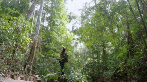 含接送 派贴心全陪|云南版纳邂逅亚洲野象,熊猫出没 尊享入住1晚小