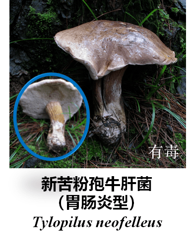 四川省和重庆市常见毒蘑菇