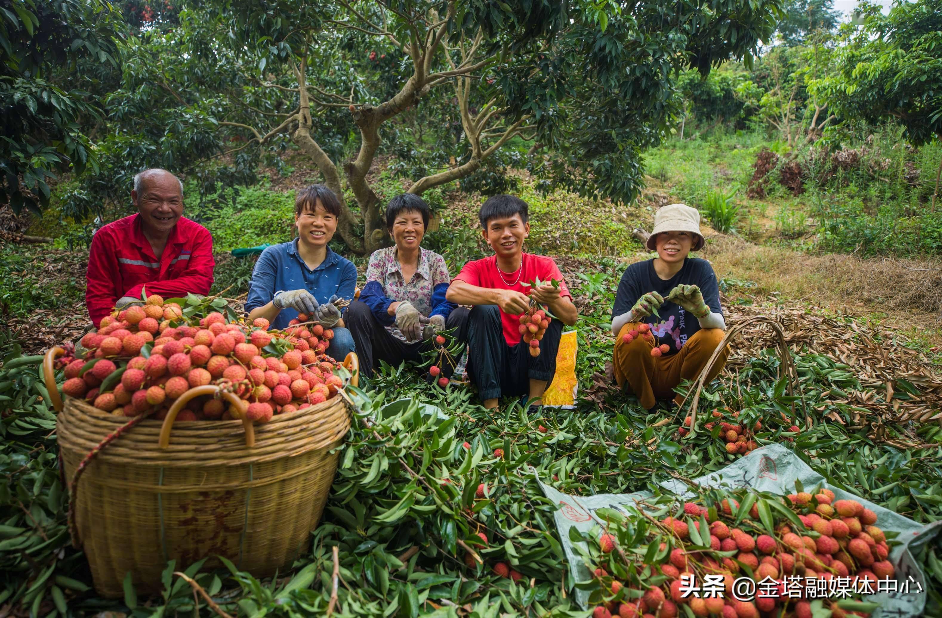 广西容县祖立村:荔枝丰收助推乡村振兴