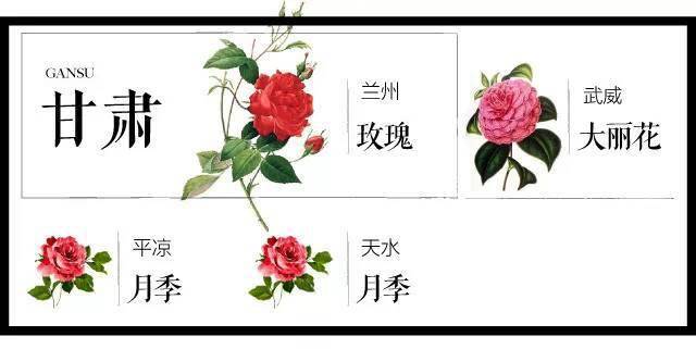 204座城市 · 史上最全中国各城市市花_月季花