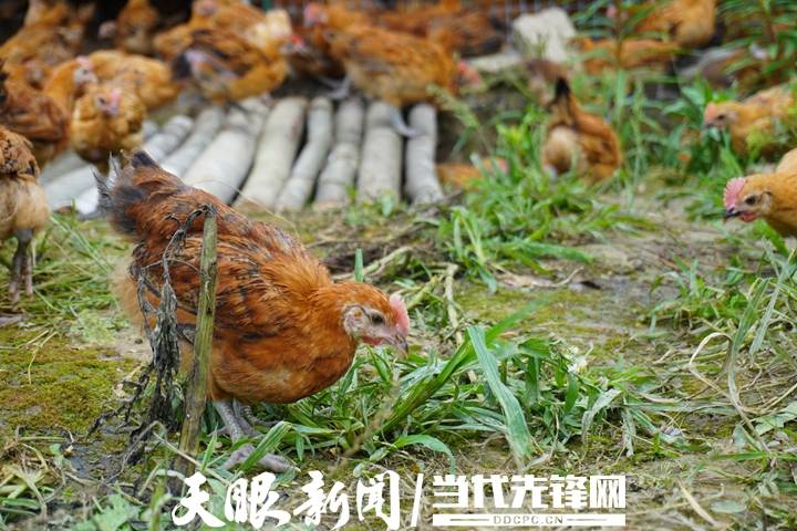 林村林下养鸡产业基地,只见林下鸡有的在大棚里吃食,有的在草地上嬉戏