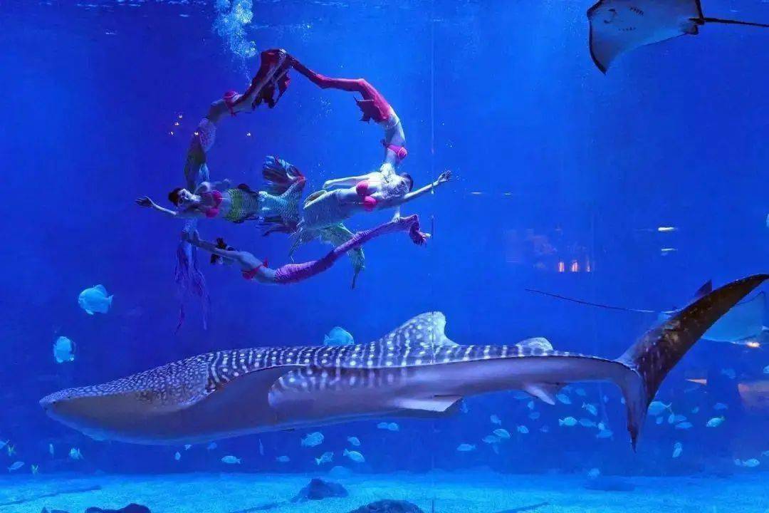烟台海昌鲸鲨海洋公园鲸鲨馆夜场成人预售票仅售999元限量5000张