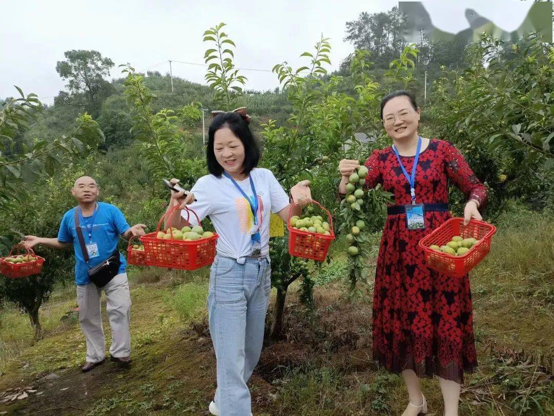 李果园内7月初东温泉的"青脆李"上市了超过一年的思念经过300多天的