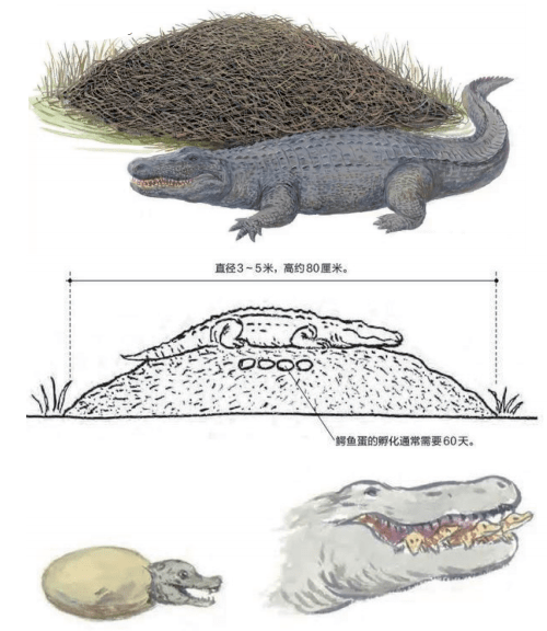 动物世界的建筑大师上