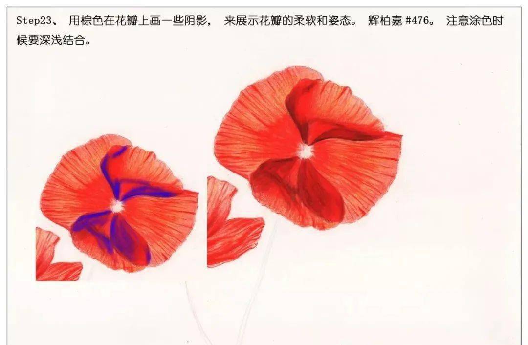 彩铅教程手绘鲜花红色罂粟花