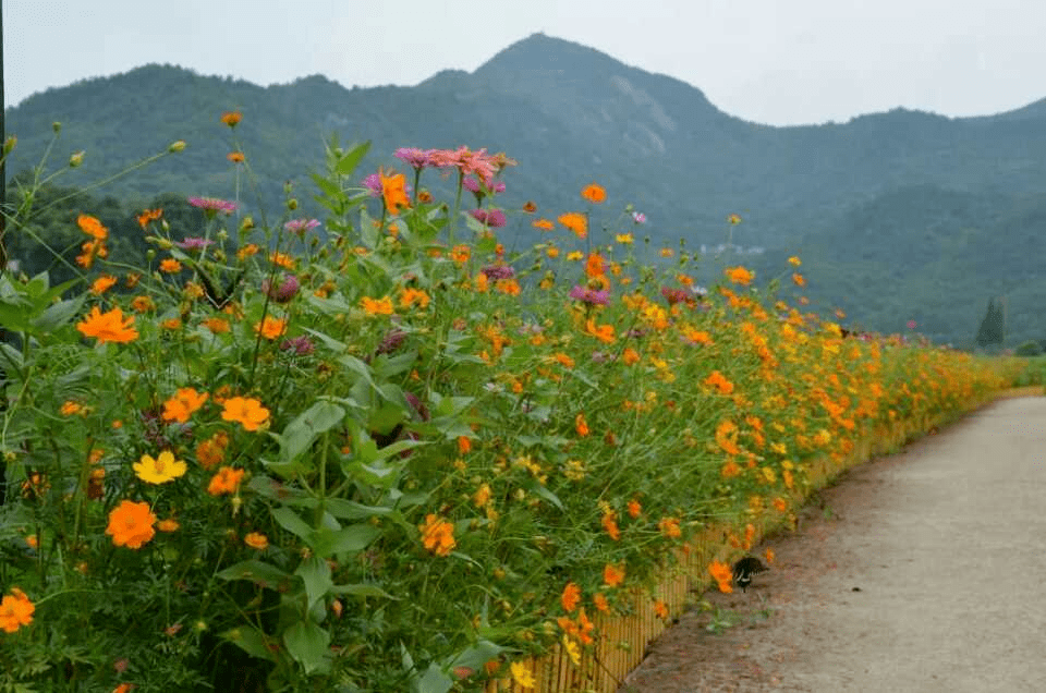 这个美丽宜居村庄!四季有景