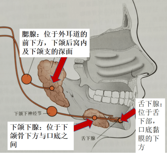 肌群和甲状舌骨肌等参与运动,强化这部分的肌肉功能,可以改善吞咽功能