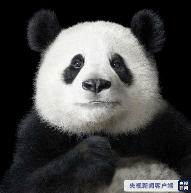新浪探索科学要闻|由濒危降为易危!大熊猫野外数量达1800多只