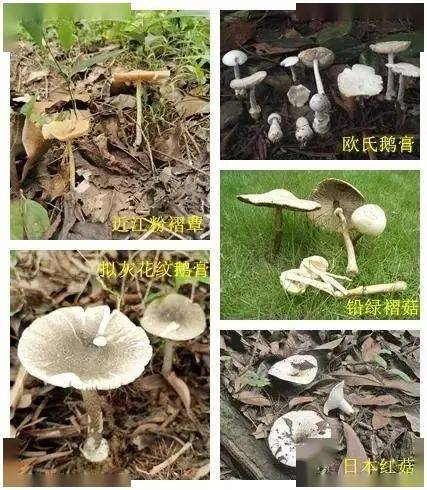 日本红菇等毒蘑菇在这些地区大量生长,外观好像人畜无害的样子