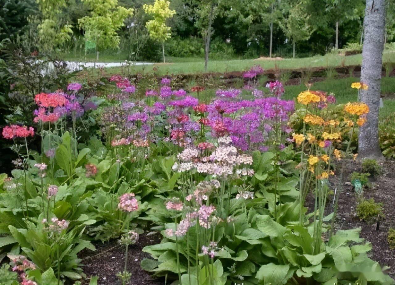 专类植物花境:由同属异种或同种不同品种植物组成的专类植物花境,例如
