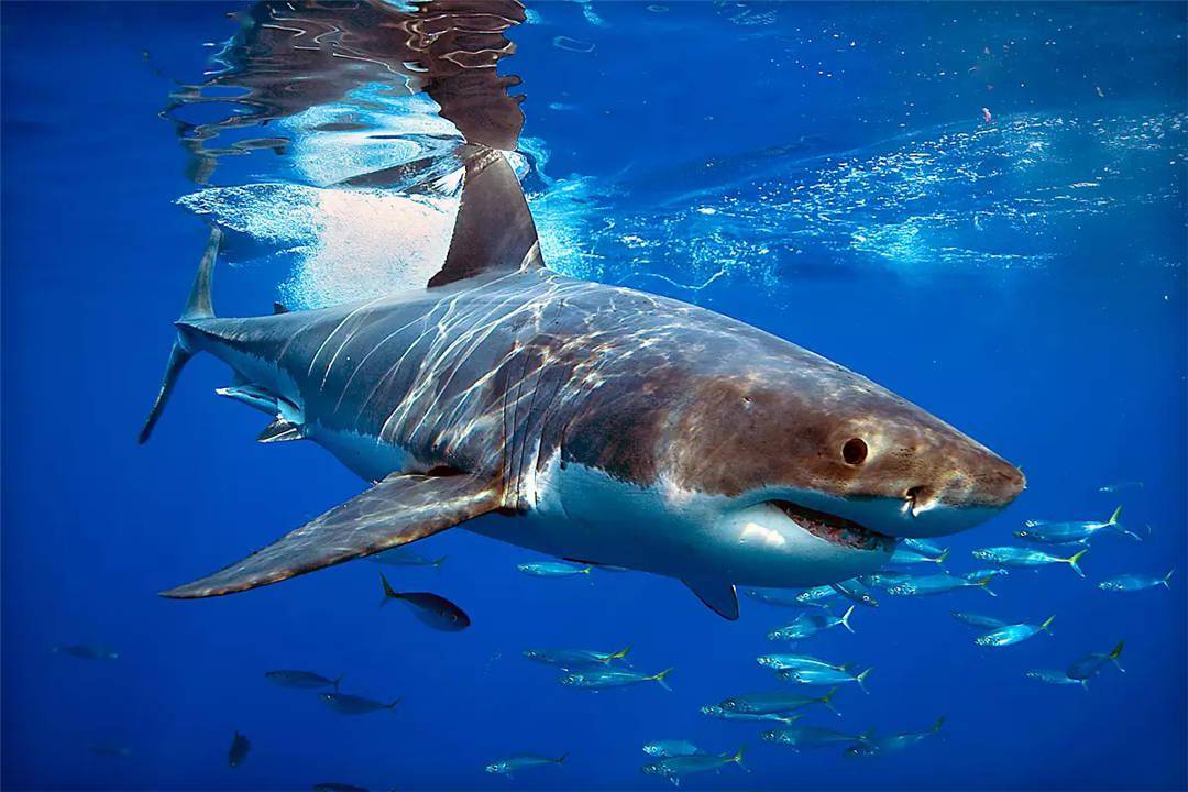 水族馆为啥没有大白鲨?最长圈养记录198天,咬死俩鲨鱼