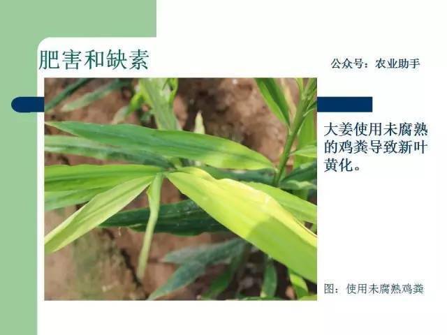 噻唑膦,三唑磷,杀虫单,辛硫磷,溴氰菊酯,灭多威,噻嗪酮,百菌清,丙环唑