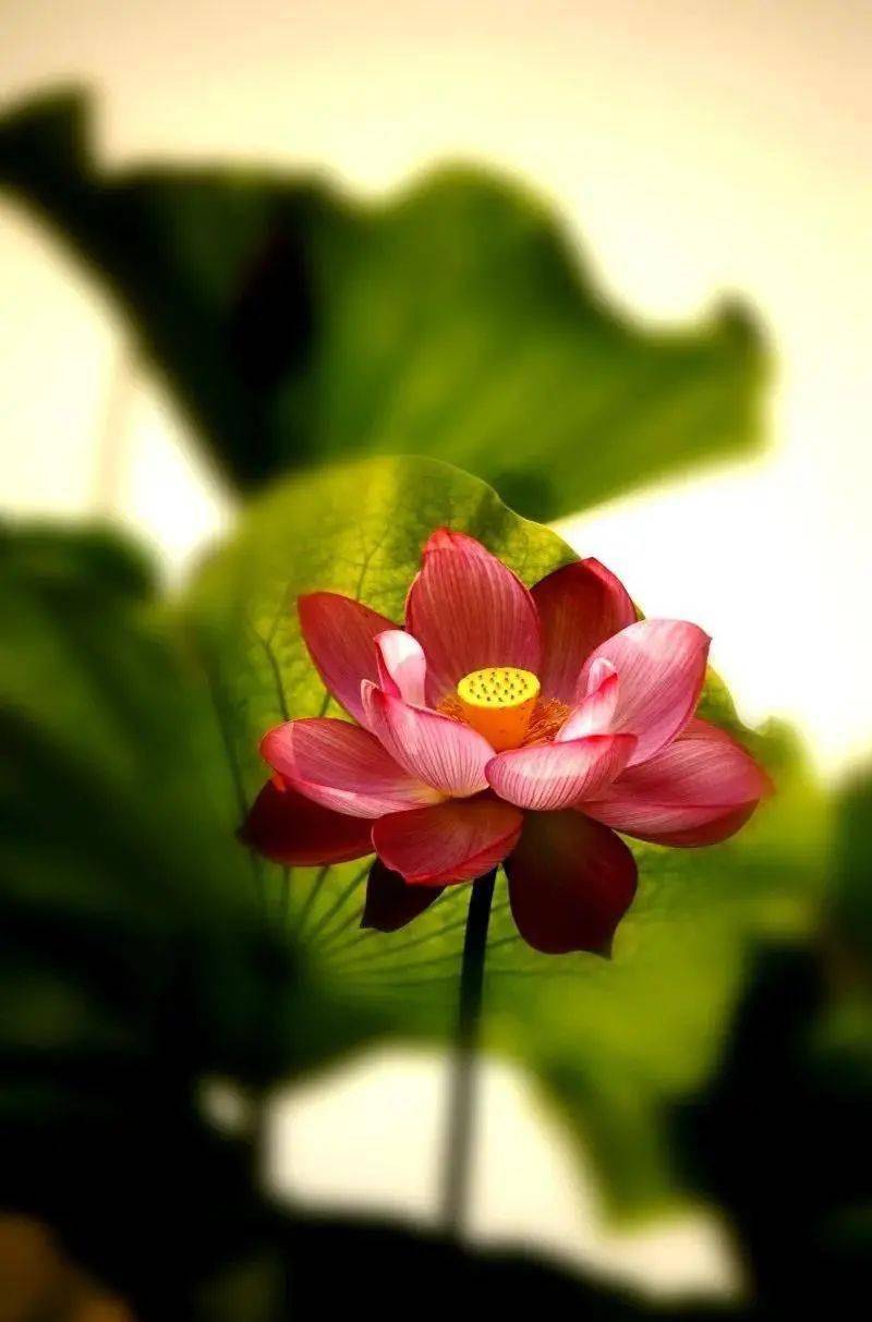 lotus  flowers