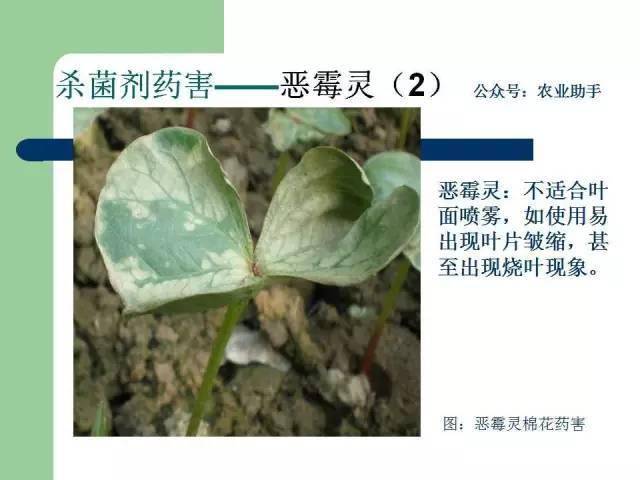 嘧霉胺,咪鲜胺,咪鲜胺锰盐,石硫合剂,十三吗啉,有机铜,无机铜,戊唑醇