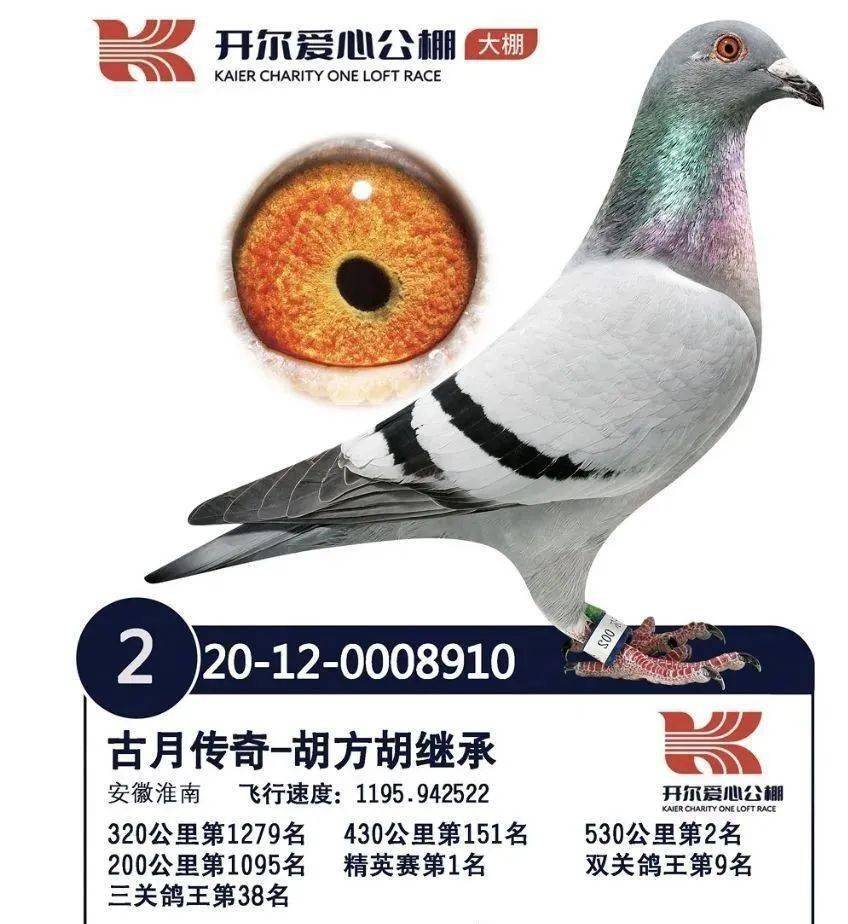 回顾:20年秋季最贵的10羽鸽子,总价5750万!