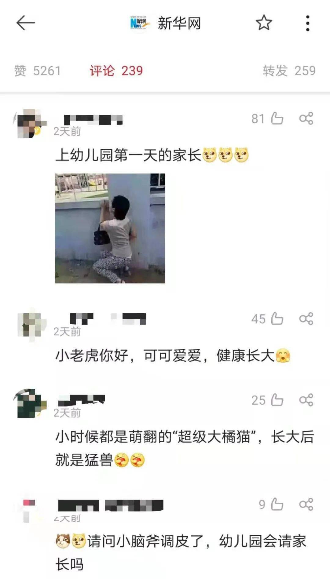 韶关超萌华南虎