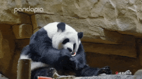 没有腰的大熊猫长什么样?_囡囡