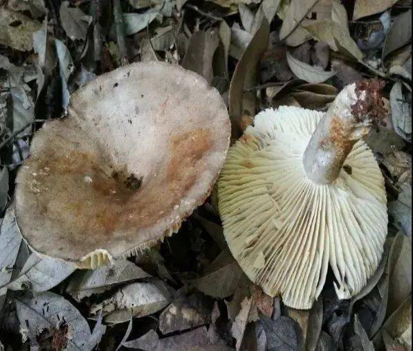 警惕!野生毒蘑菇的"致命诱惑"