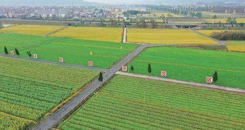 从空中俯瞰东阳市湖溪镇八里湾"共享田园"五彩斑斓,景色醉人.