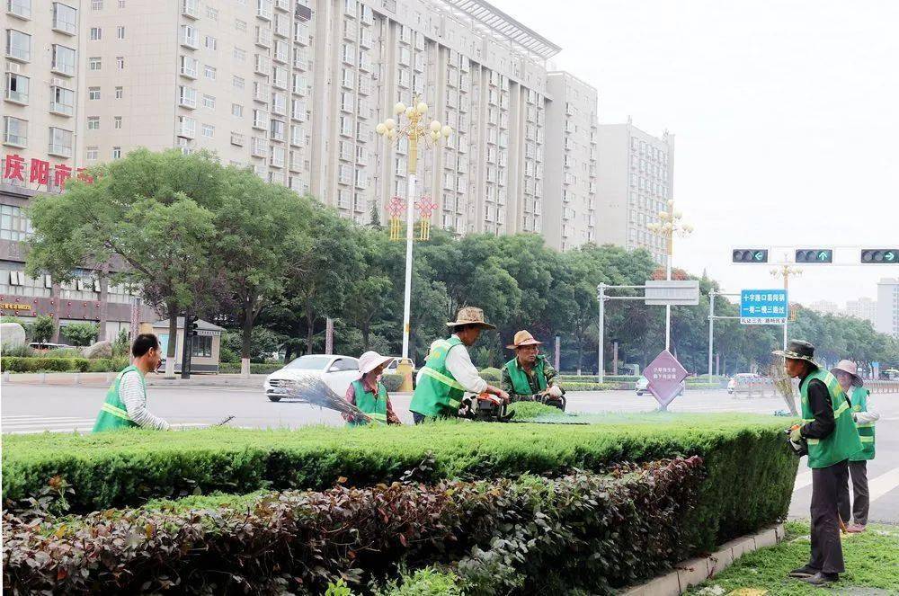 西峰区兰州路栽植刺柏,金叶复叶槭和度杆月季,打造园林示范街.