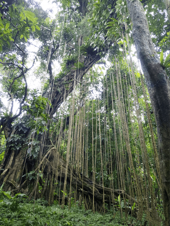 除了瀑布,无数在热带雨林中野蛮生长的植物间,有一株「天琴树」相当