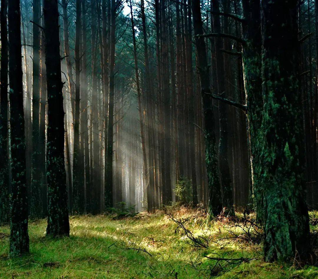 the cool breeze  of the forest cafe  绿野仙踪