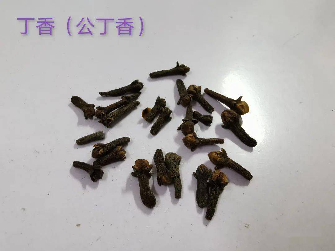 身边的中药67丁香