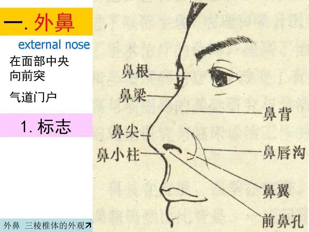 鼻及副鼻窦影像解剖