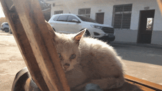 猫:我只是想尝尝食物的味道…_小猫