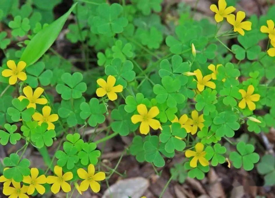 倒心形(黄花酢浆草)羽状裂(多裂翅果菊)渐尖(菩提树)镰状(狭叶重楼)