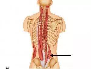 腰方肌--腰部酸痛的主要元凶