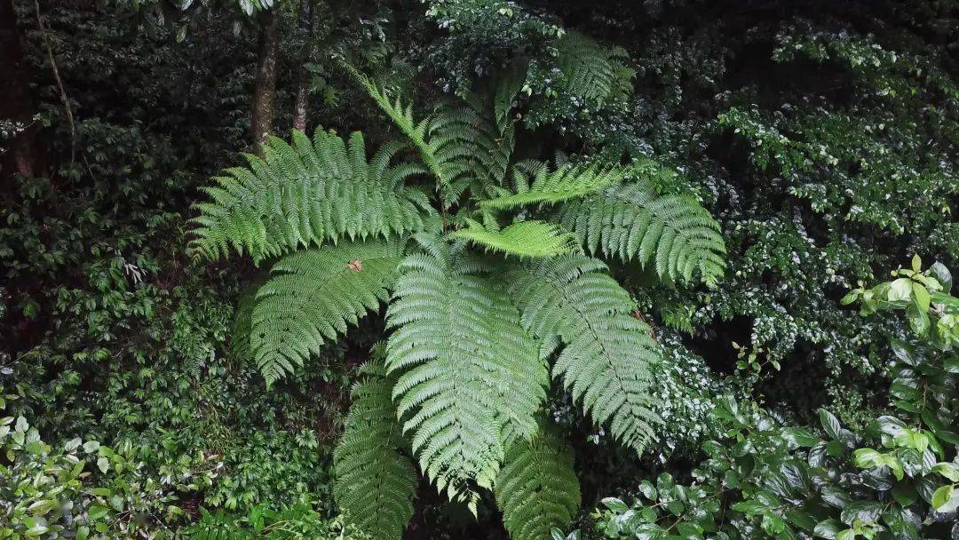 cop15国家Ⅱ级重点保护野生植物中华桫椤现身云南无量山国家级自然
