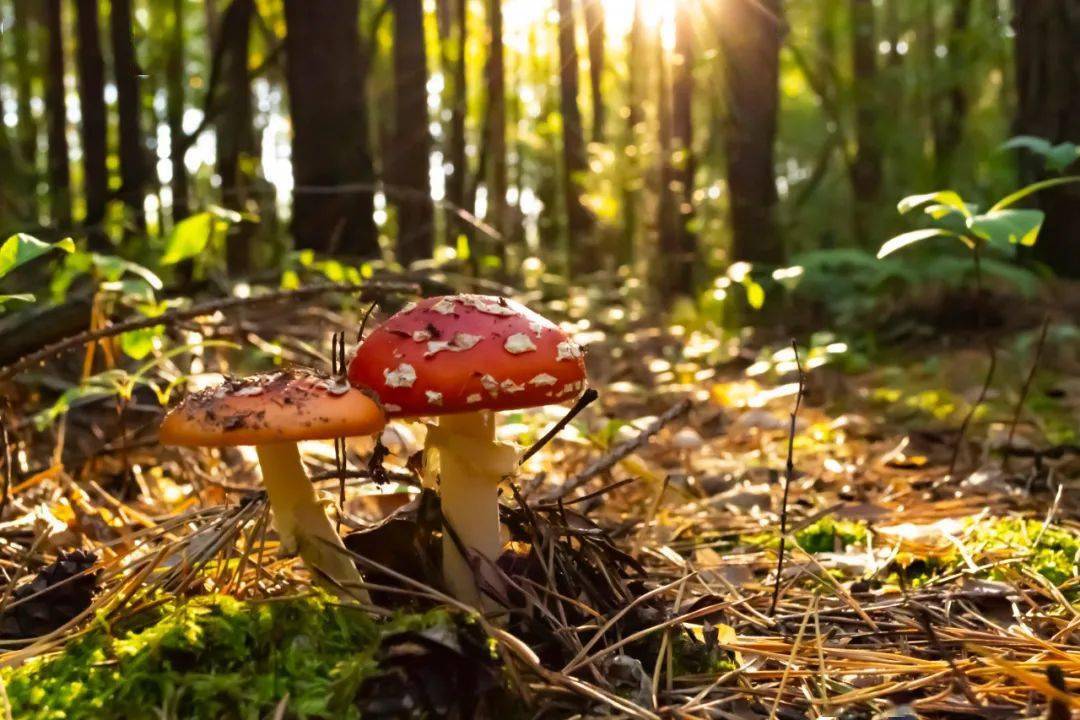 不得采购,加工,烹饪来源不明的,不常见的,可能有毒有害的野生蘑菇,以