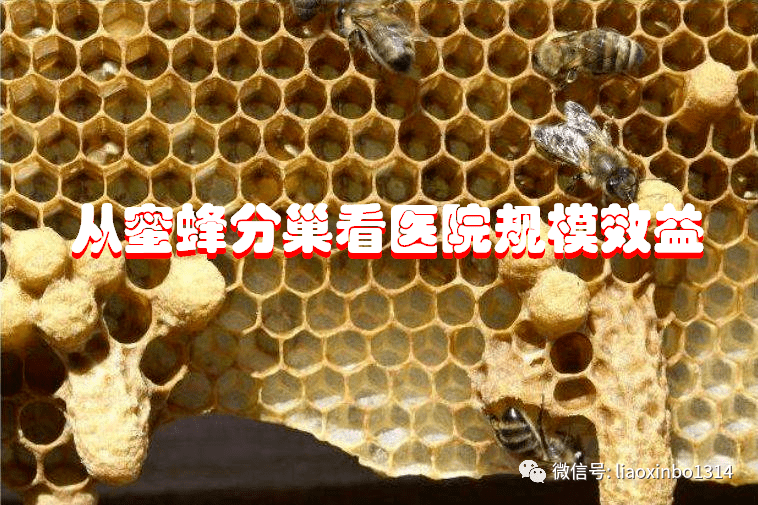 从蜜蜂分巢看医院规模效益