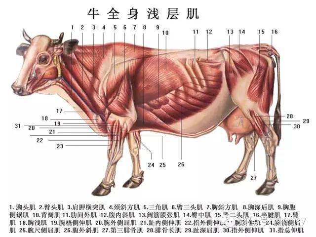 "飞结",单轴复关节膝关节:单轴复关节髋关节:多轴关节后肢关节:荐髂