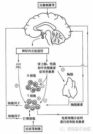 执业兽医考试复习资料之解剖组胚