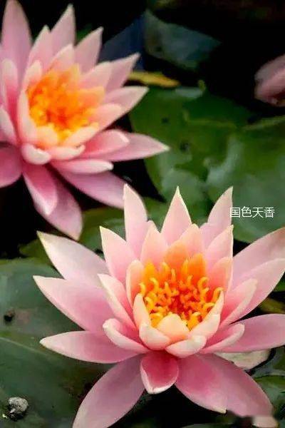 水中的女神_莲花