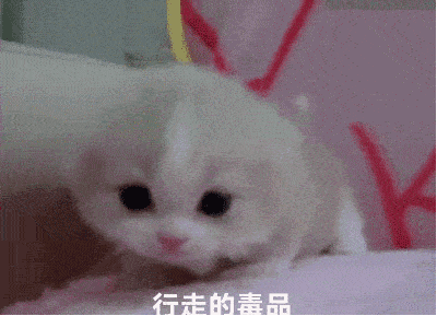 喵星人表情包,约吗?