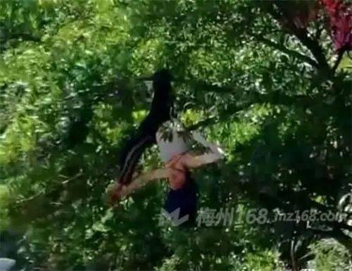 得人喟!梅州一女子被撞飞挂在树上!