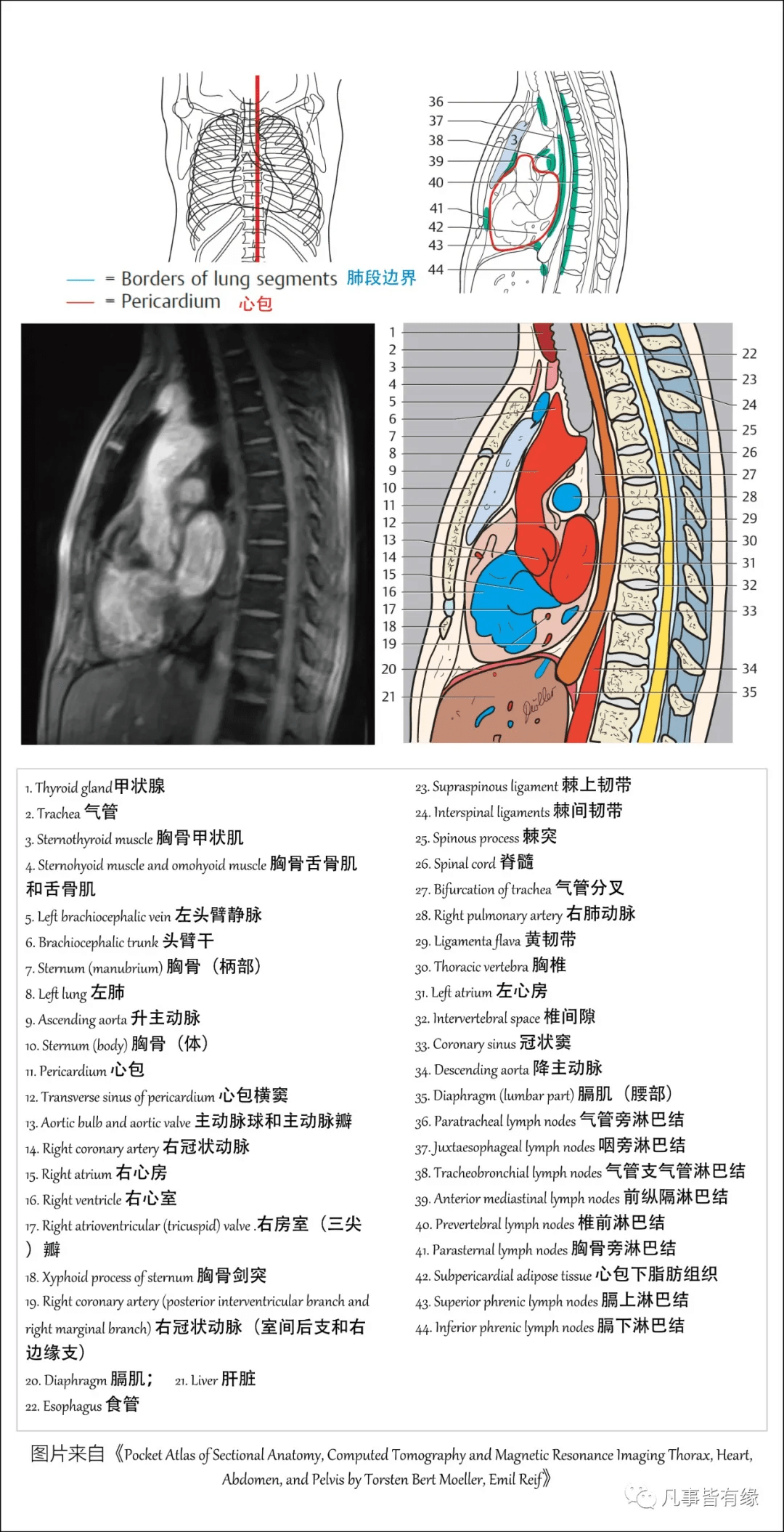 斜裂水平裂的走行之后,我们一起学习胸部的轴位,矢状位及冠状位断层