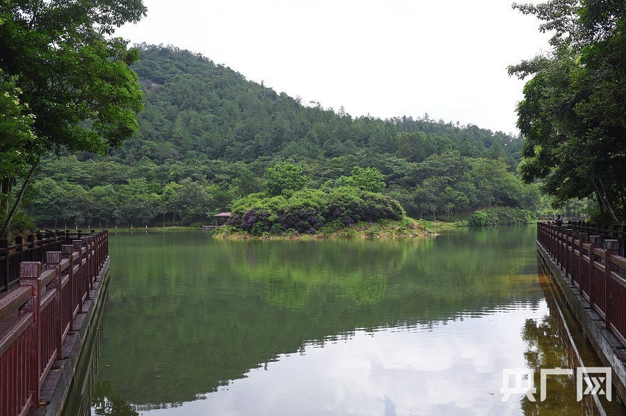 广州市白江湖森林公园(央广网记者 官文清 摄)