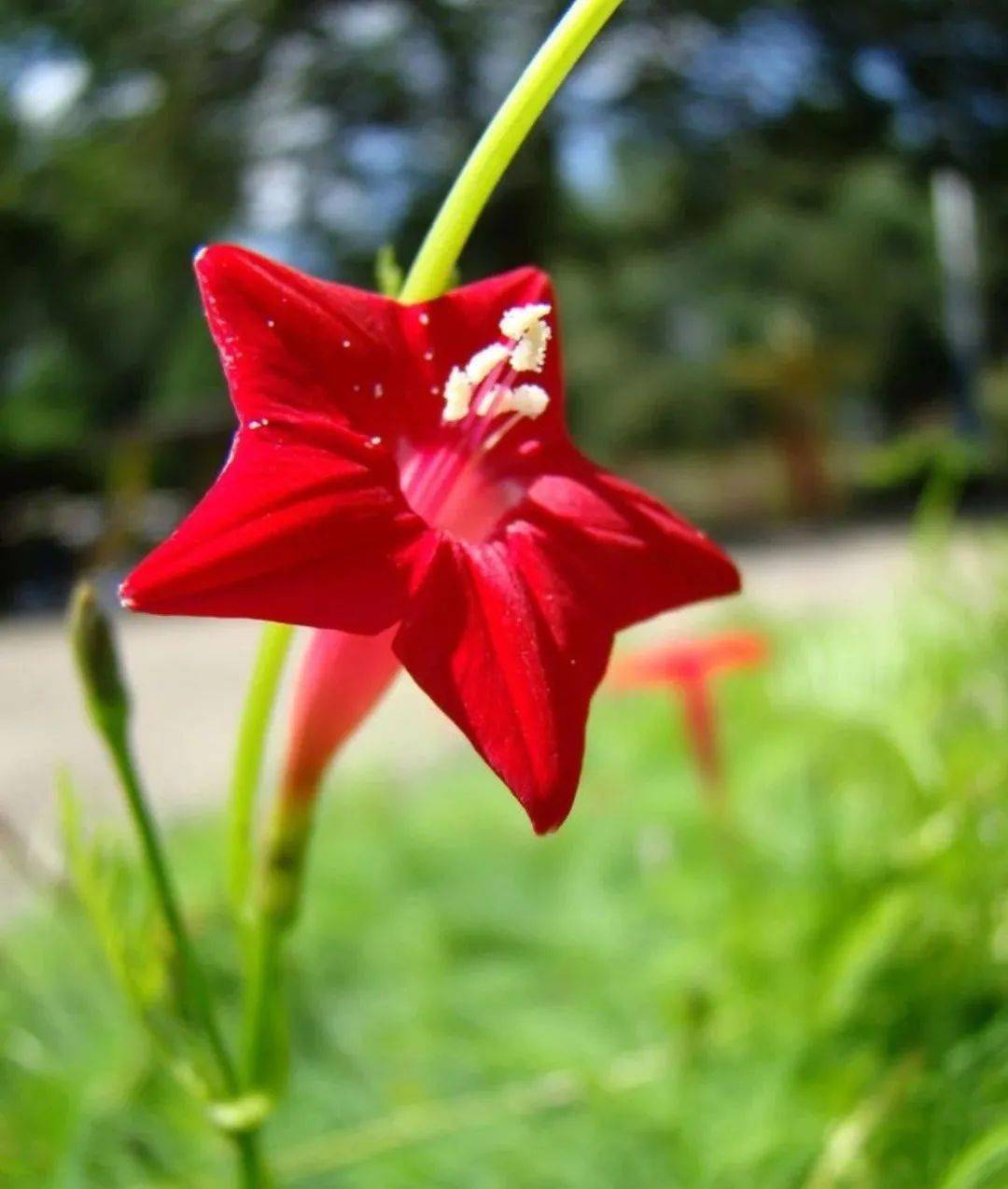 八一建军节五星花