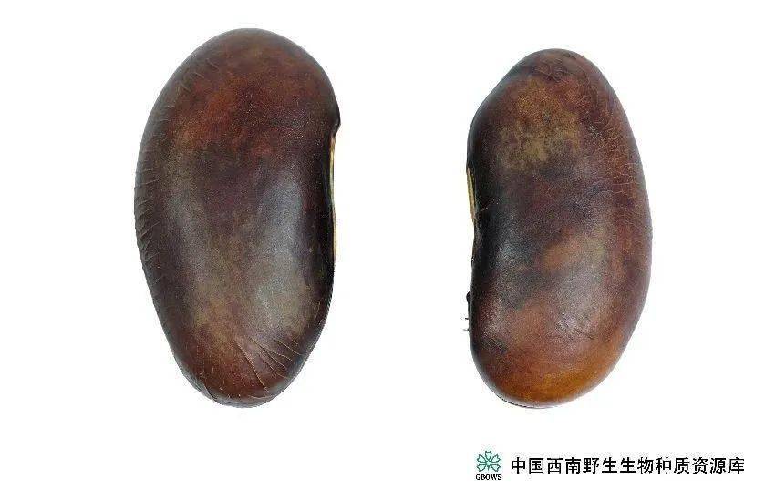 猪腰豆种子海红豆( adenanthera microsperma )的种子形状为心形,且