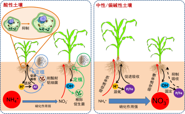 酸性土壤上玉米铵硝偏好研究取得进展