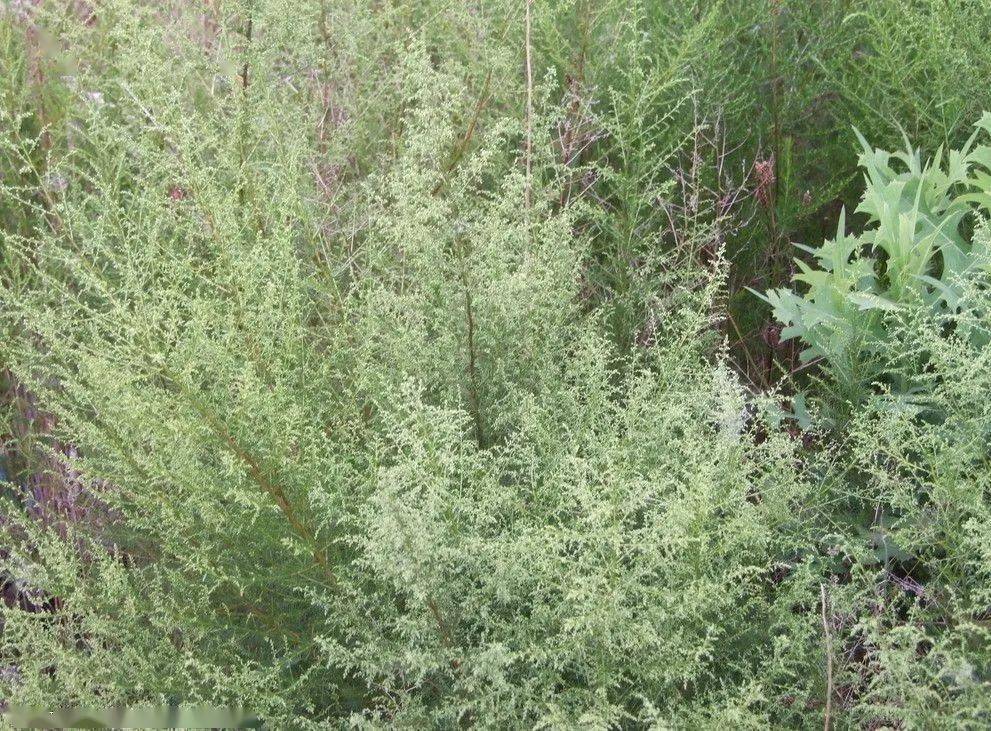 那就是蒿属类植物,另外还有豚草,葎草等杂草,在城市街角,乡村田野